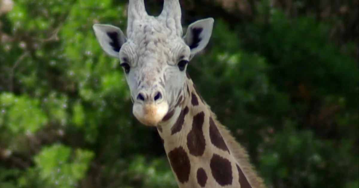 Runaway Giraffe Gracie Located After Two Weeks in Texas Hill Country