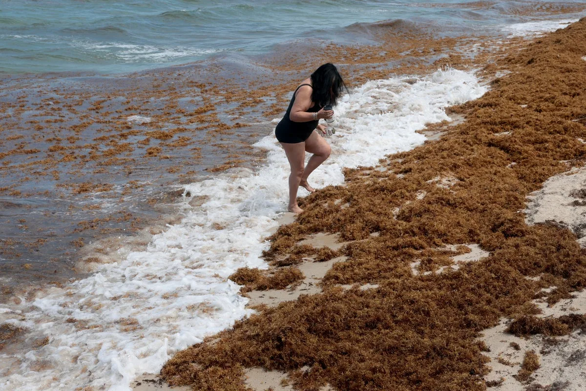 Sargassum Seaweed Accumulates on Florida Beaches, Affecting Visitors and Local Areas