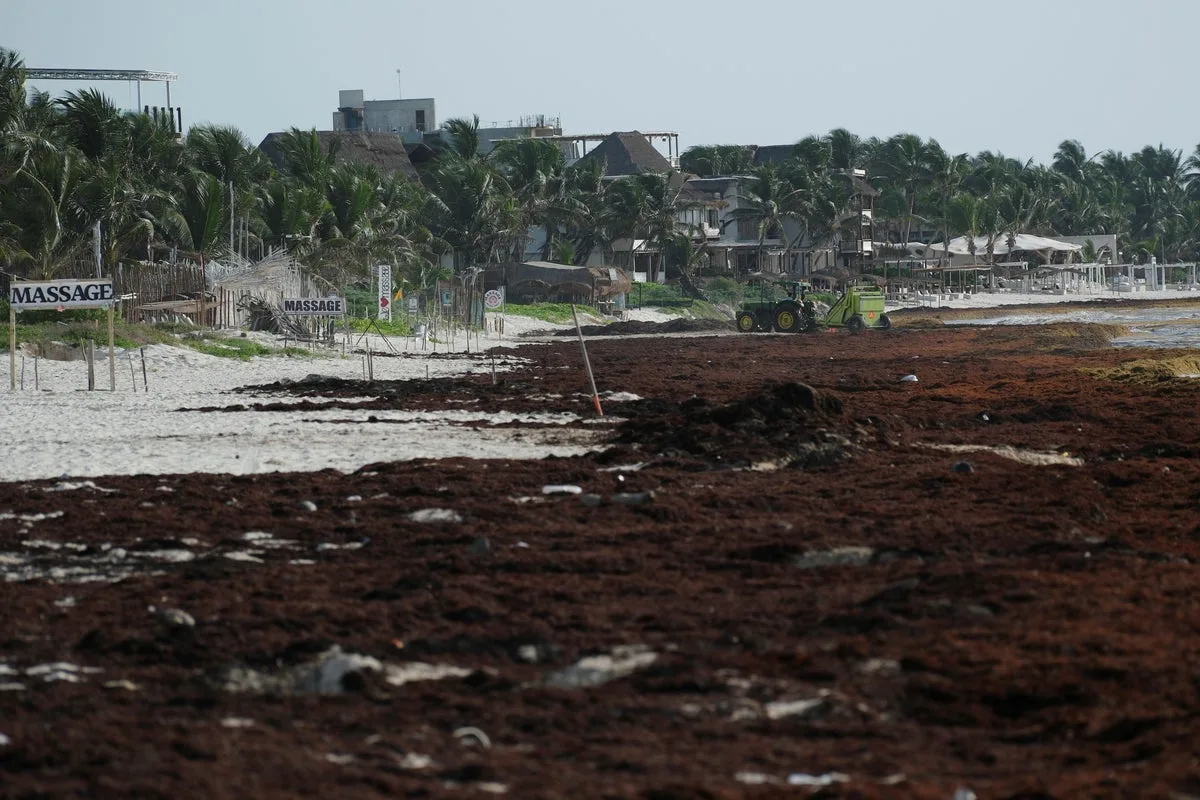 Sargassum Seaweed Surge Blankets Mexico’s Coastline and Prompts Scientific Response