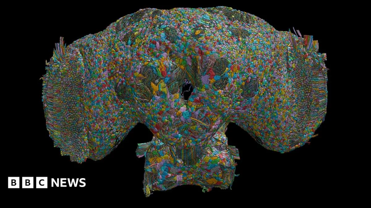 Scientists Complete Mapping of Male Fruit Fly Brain Connectome