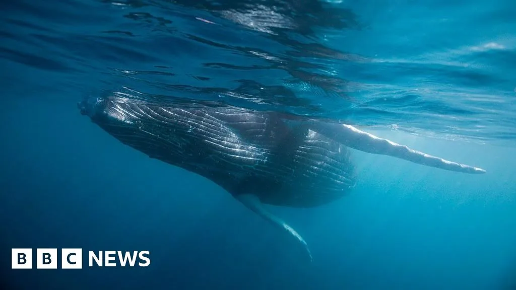 Scientists Discover Extensive Whale Graveyard Teeming With Life in Indian Ocean Abyss