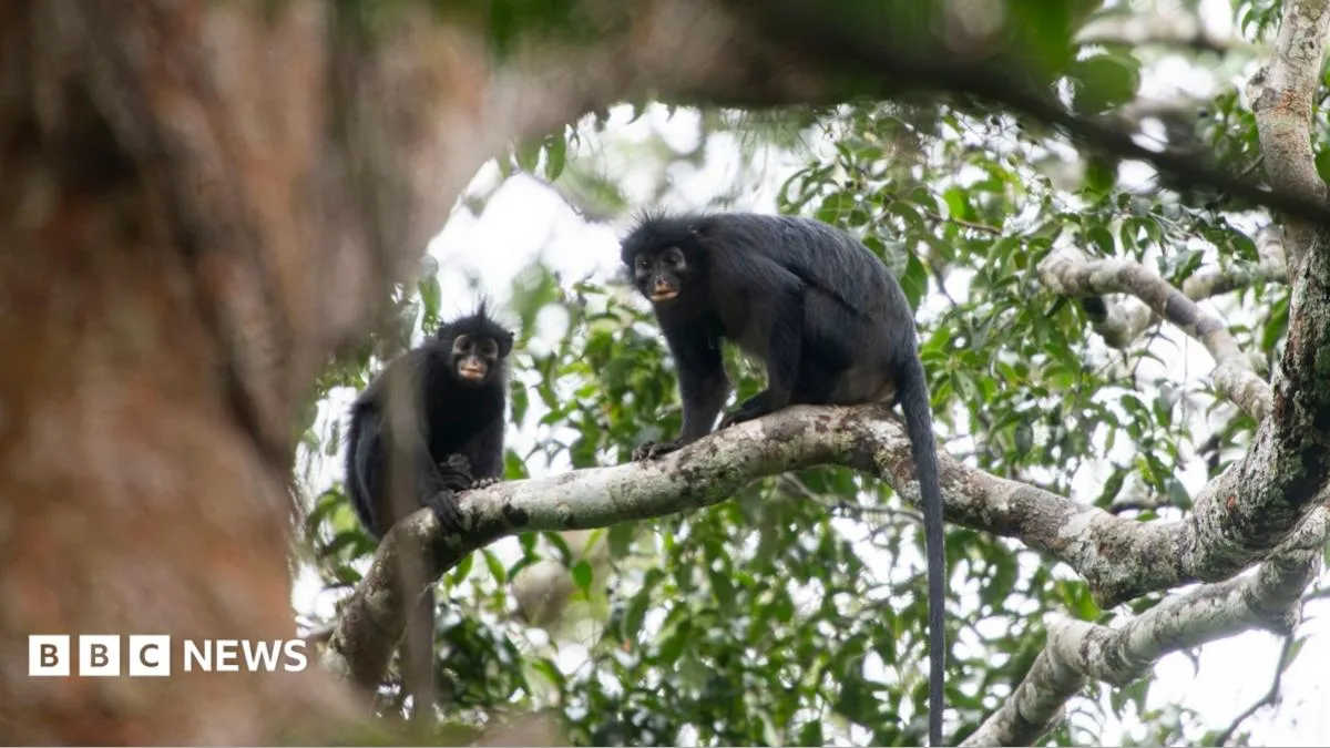 Scientists Discover New Monkey Species with Orange Lips in Congo Forest