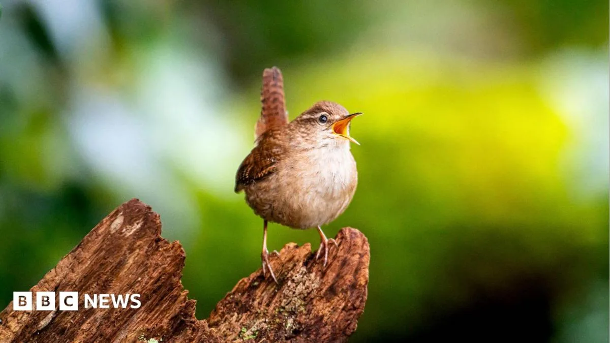 Scientists Identify Eight Core Building Blocks Underlying All Birdsong