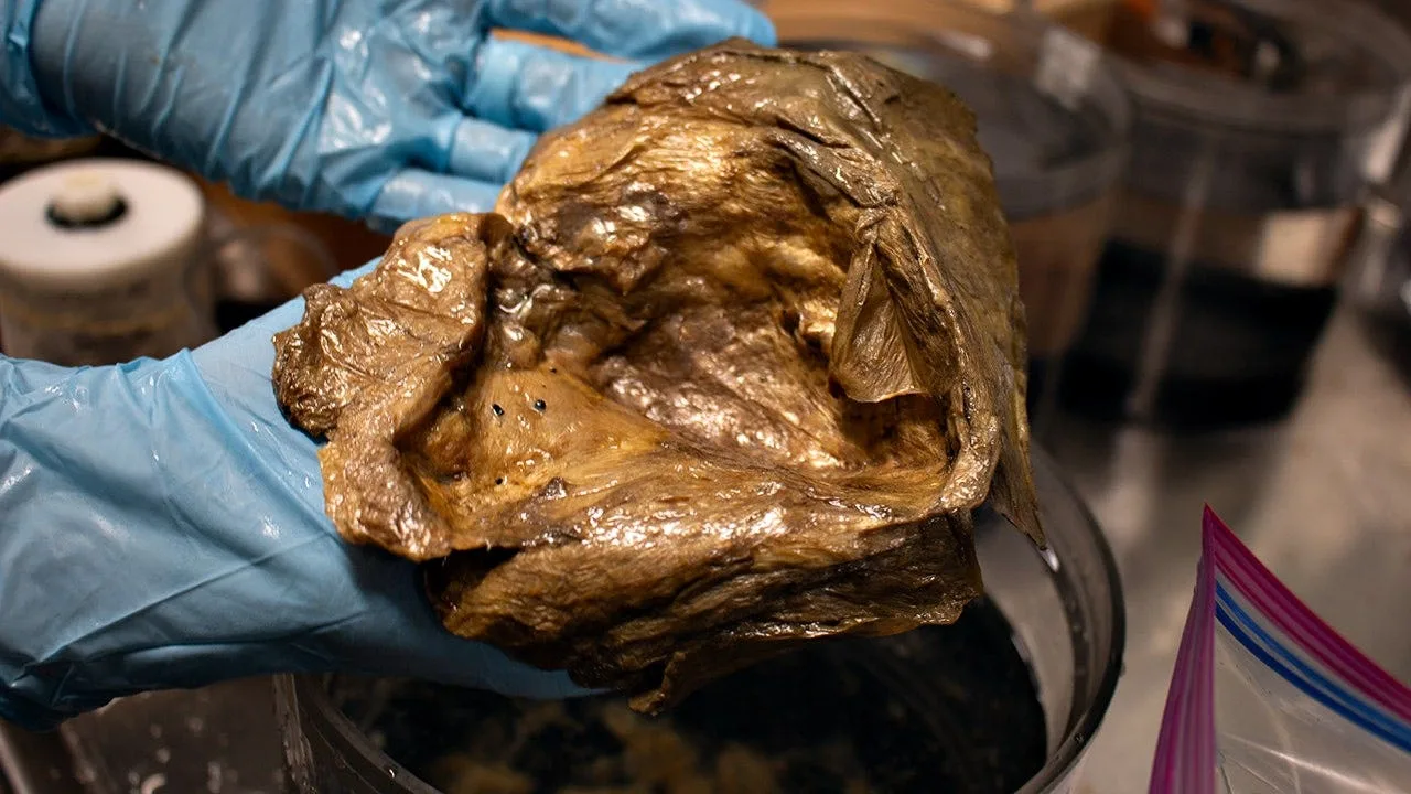 Scientists Identify Mysterious 'Golden Orb' Found in Gulf of Alaska in 2023