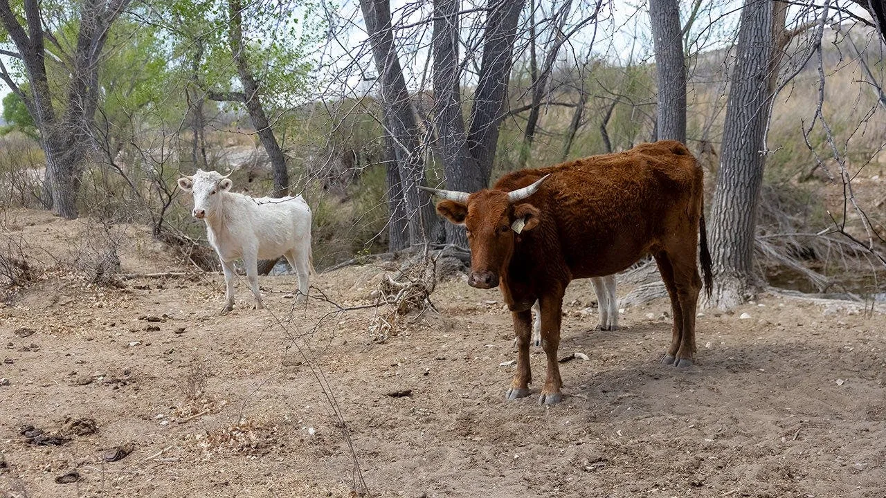 Screwworm Outbreak Detected in Texas, US Response Faces Delays