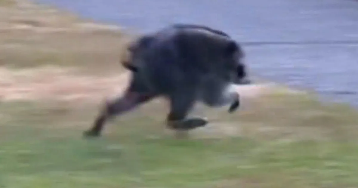Seattle Raccoon with Short-Spine Syndrome Gains Viral Attention and Local Support