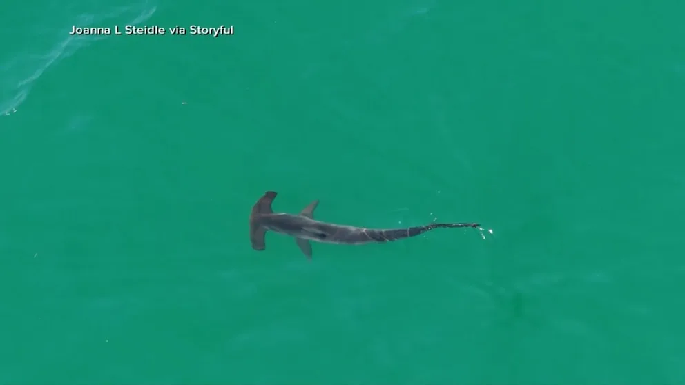 Shark Sightings Lead to Beach Closures on East Coast as Large Great White Detected