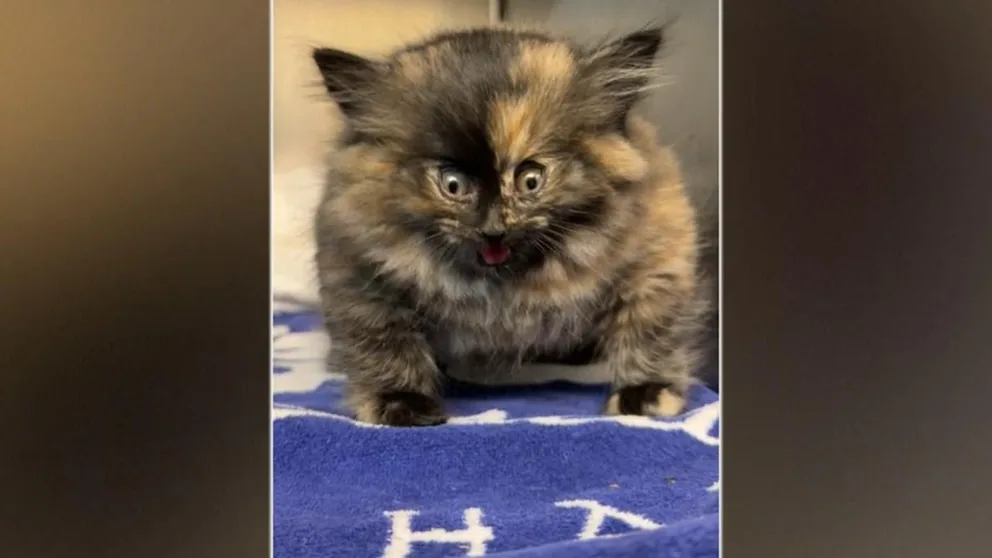 Shelter Rescues Kitten With Unusual Balloon-Like Swelling