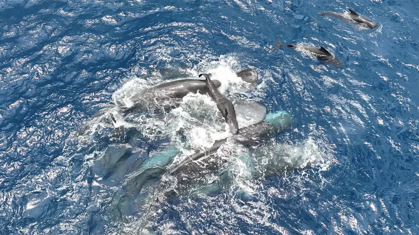 Sperm Whales Observed Cooperatively Assisting Birth and Teaching Calf to Swim