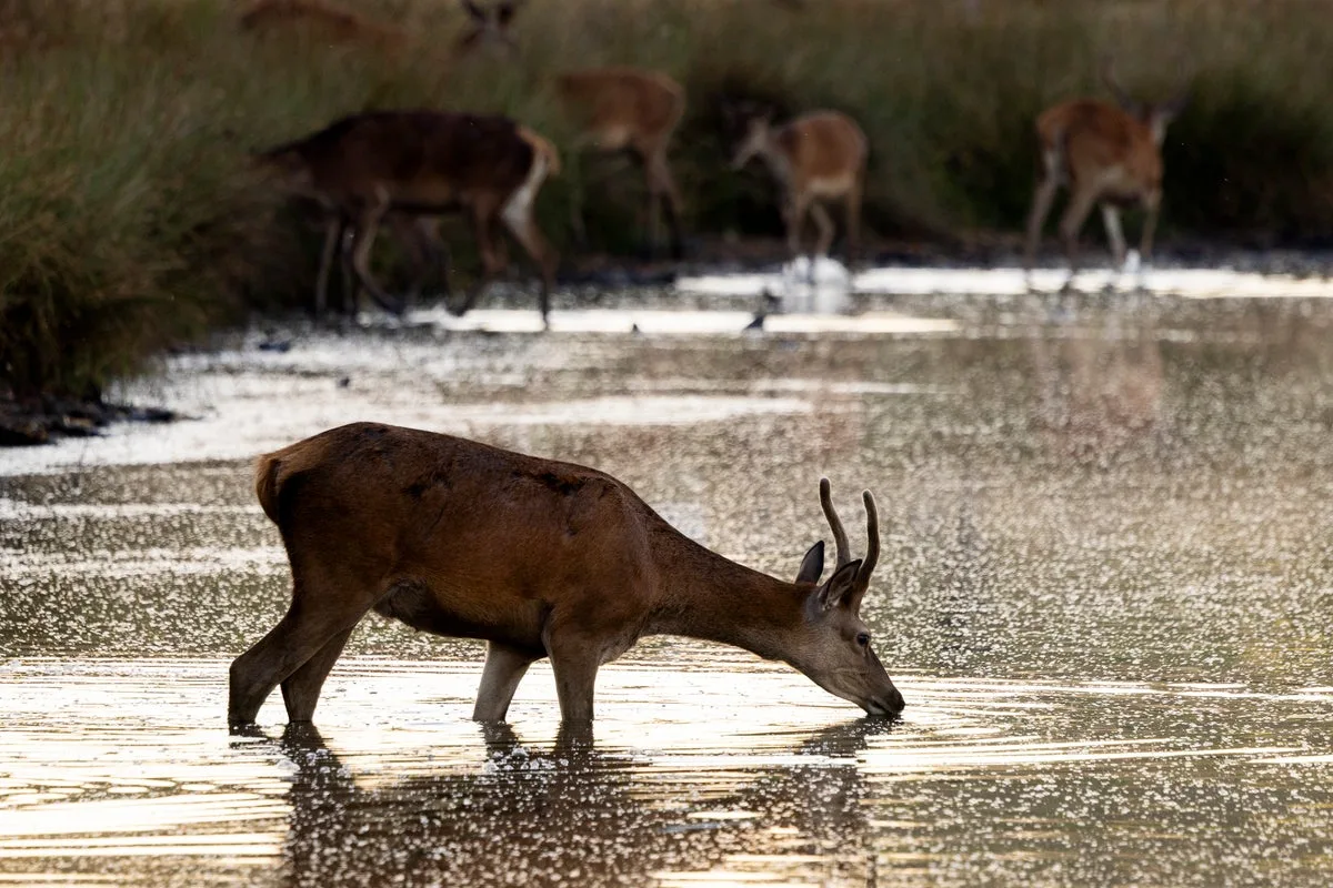 Stag Put Down After Injuring Man in London Park Picnic Incident