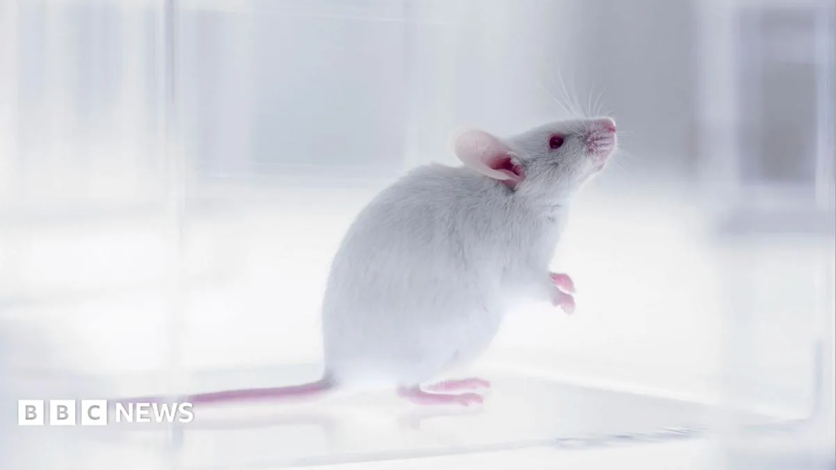 Stanford Scientists Develop Mice with Functioning Human Brain Cells