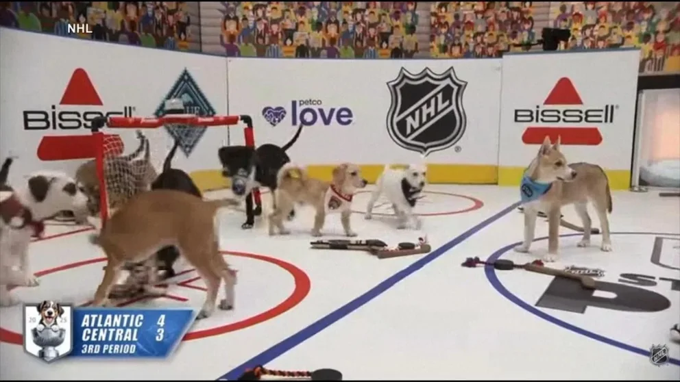Stanley Cup Finals Begin With Golden Knights Facing Hurricanes and 'Stanley Pup' Event