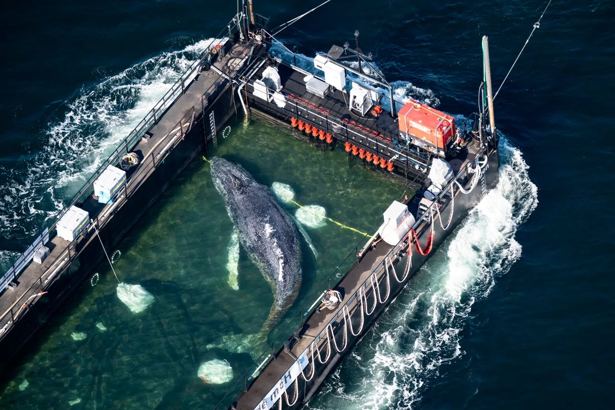 Stranded Humpback Whale Released Into North Sea After Rescue Effort Near Germany
