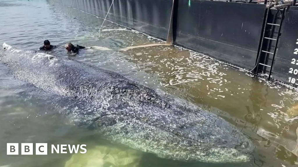 Stranded Humpback Whale to Undergo Post Mortem After Baltic Rescue Efforts