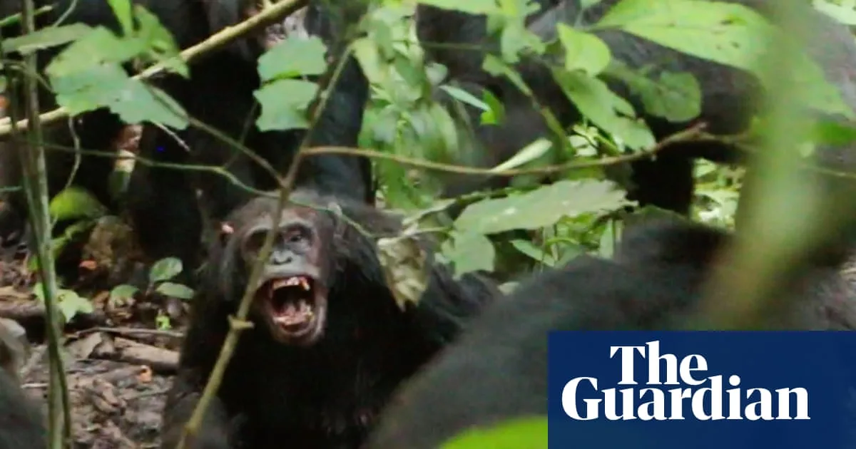 Study Documents Prolonged Violent Conflict Within Ugandan Chimpanzee Community