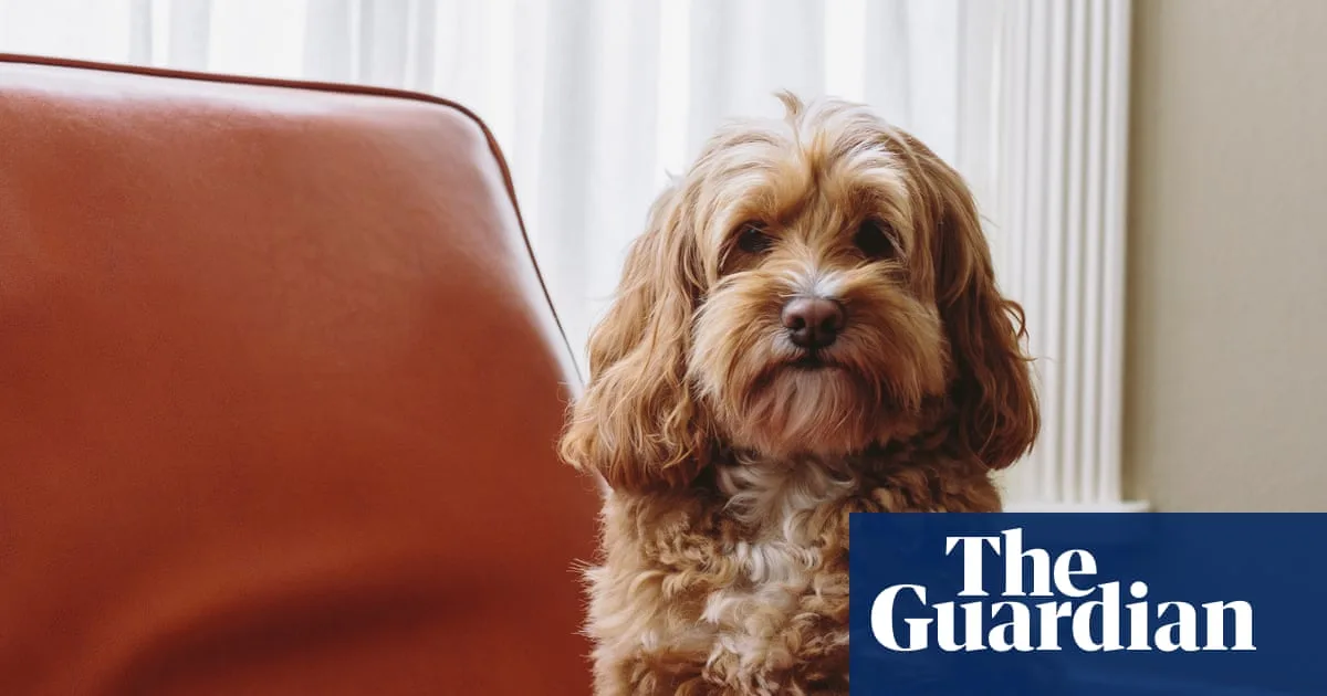 Study Finds Crossbreed 'Doodle' Dogs Show More Behavioural Problems