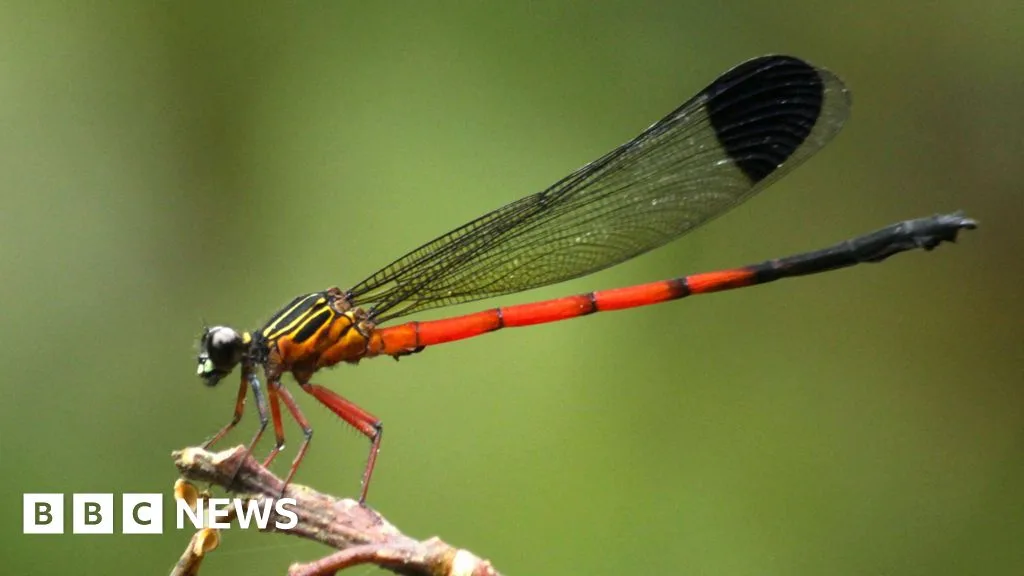Study Finds Decline in Dragonfly and Damselfly Species in India's Western Ghats