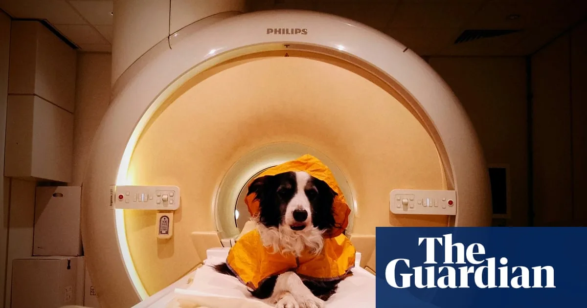 Study Finds Dogs Can Distinguish Between Different Human Emotional Expressions