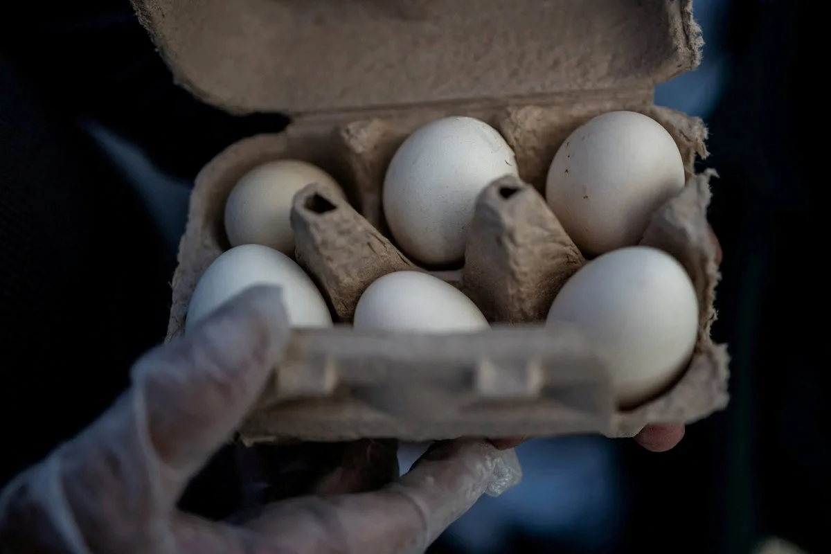 Study Finds Organic Eggs Linked to Higher Greenhouse Gas Emissions Than Caged Eggs