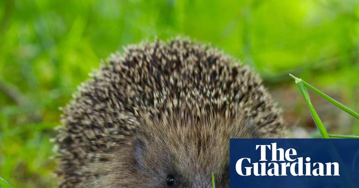 Study Suggests Ultrasound Repellers May Help Keep Hedgehogs Off Roads