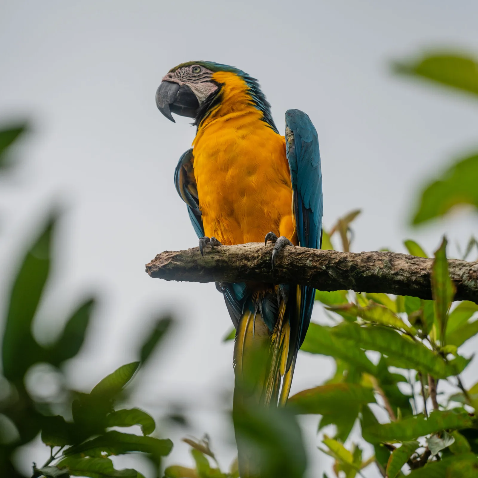 Study Traces Ancient Peruvian Parrot Feathers to Amazon Origins