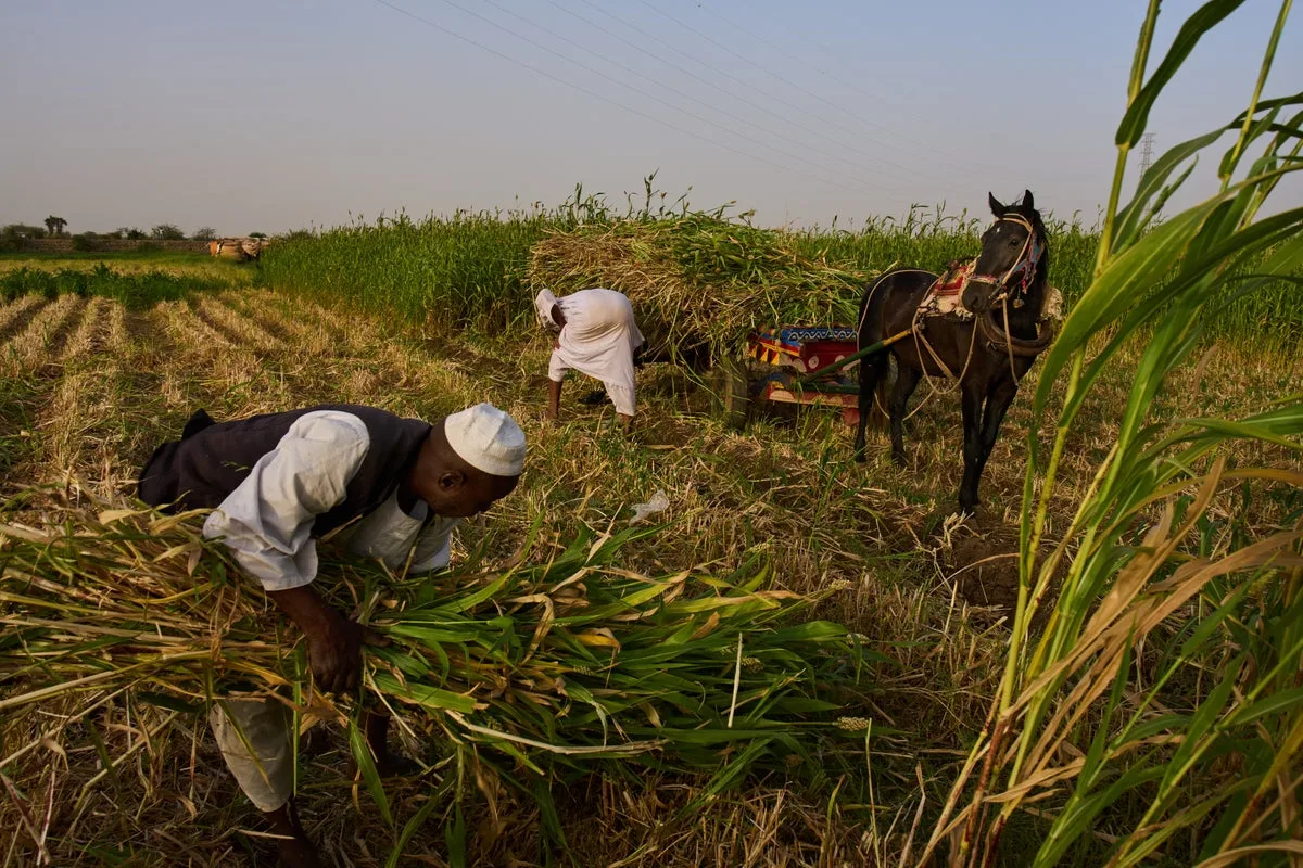 Sudan Faces Worsening Humanitarian Crisis Amid Ongoing War and Disrupted Supply Chains