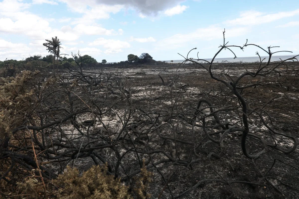 Suffolk Wildfire Causes Major Damage as National Trust Launches Restoration Appeal