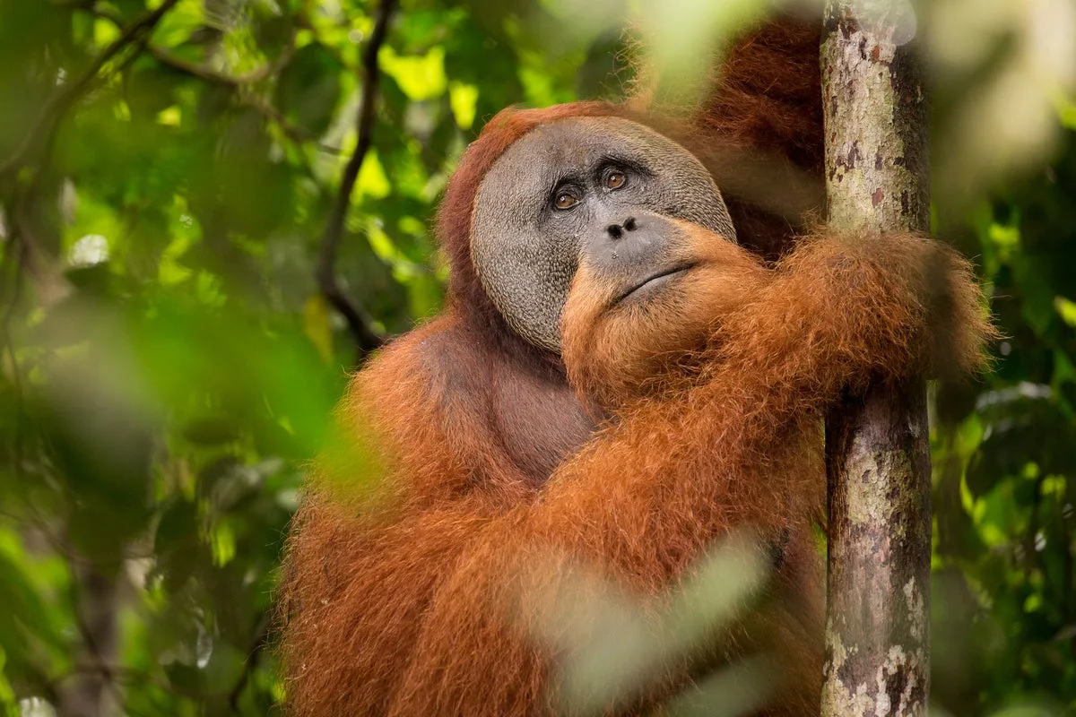 Sumatra Floods Kill 7% of Critically Endangered Tapanuli Orangutans