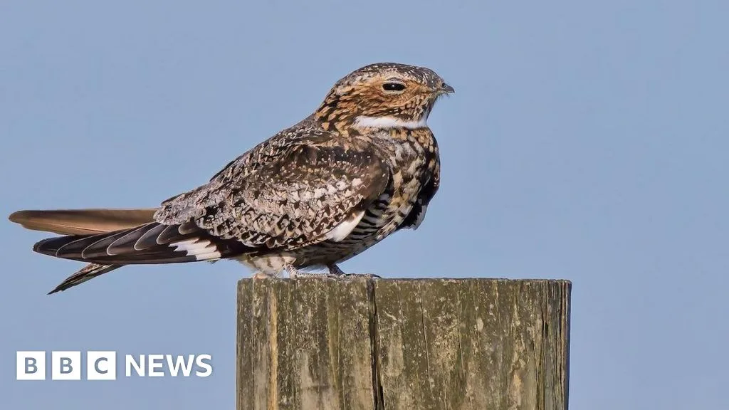 Survey Finds 109 Nightjar Territories in East Hampshire Lowland Heaths