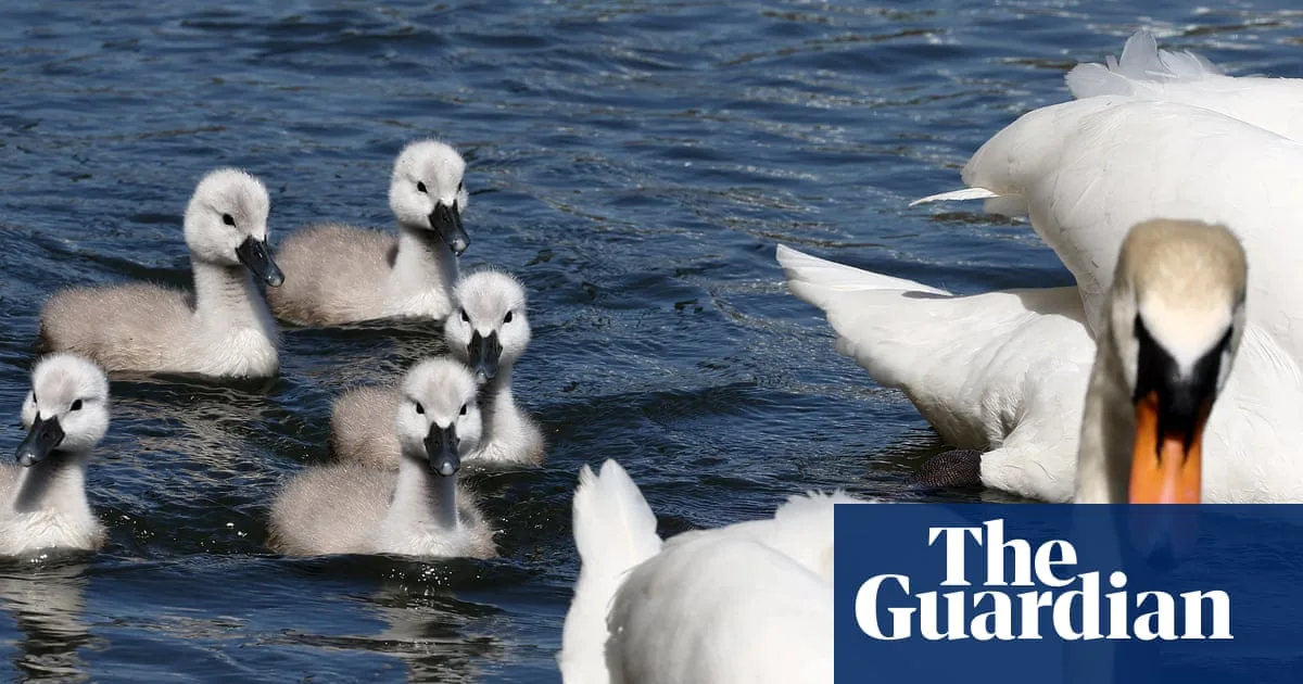 Swimmers Urged to Avoid Hampstead Heath Pond to Protect Nesting Swans