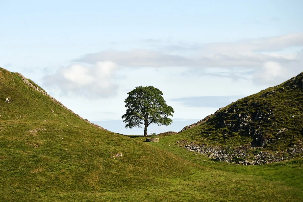Sycamore Gap Tree Artwork Commission Awarded to Multimedia Project After Public Vote