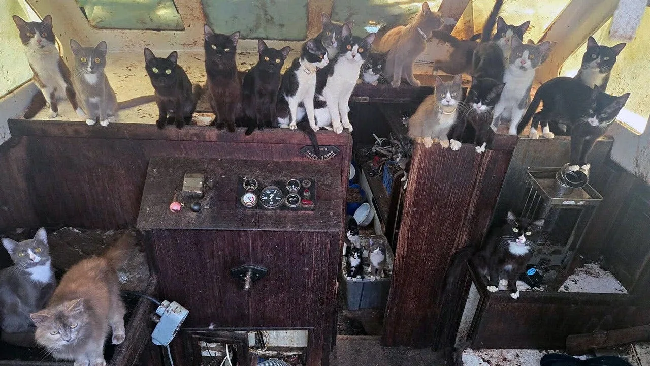 Tacoma Police Rescue 60 Cats and Kittens From Abandoned Sailboat Off Washington Beach