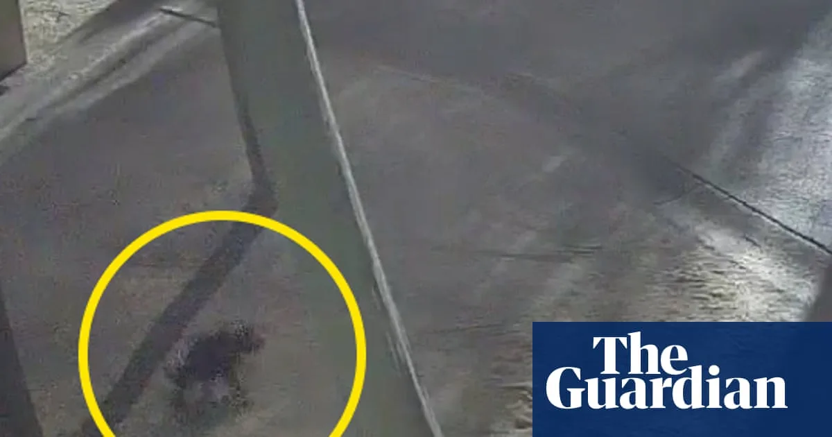 Tasmanian Devil Mary Recaptured After Two Weeks Missing from Gold Coast Theme Park