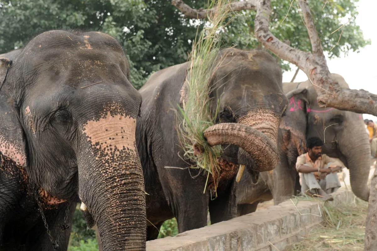 Teenage girl killed in elephant attack in southern India, family paid compensation