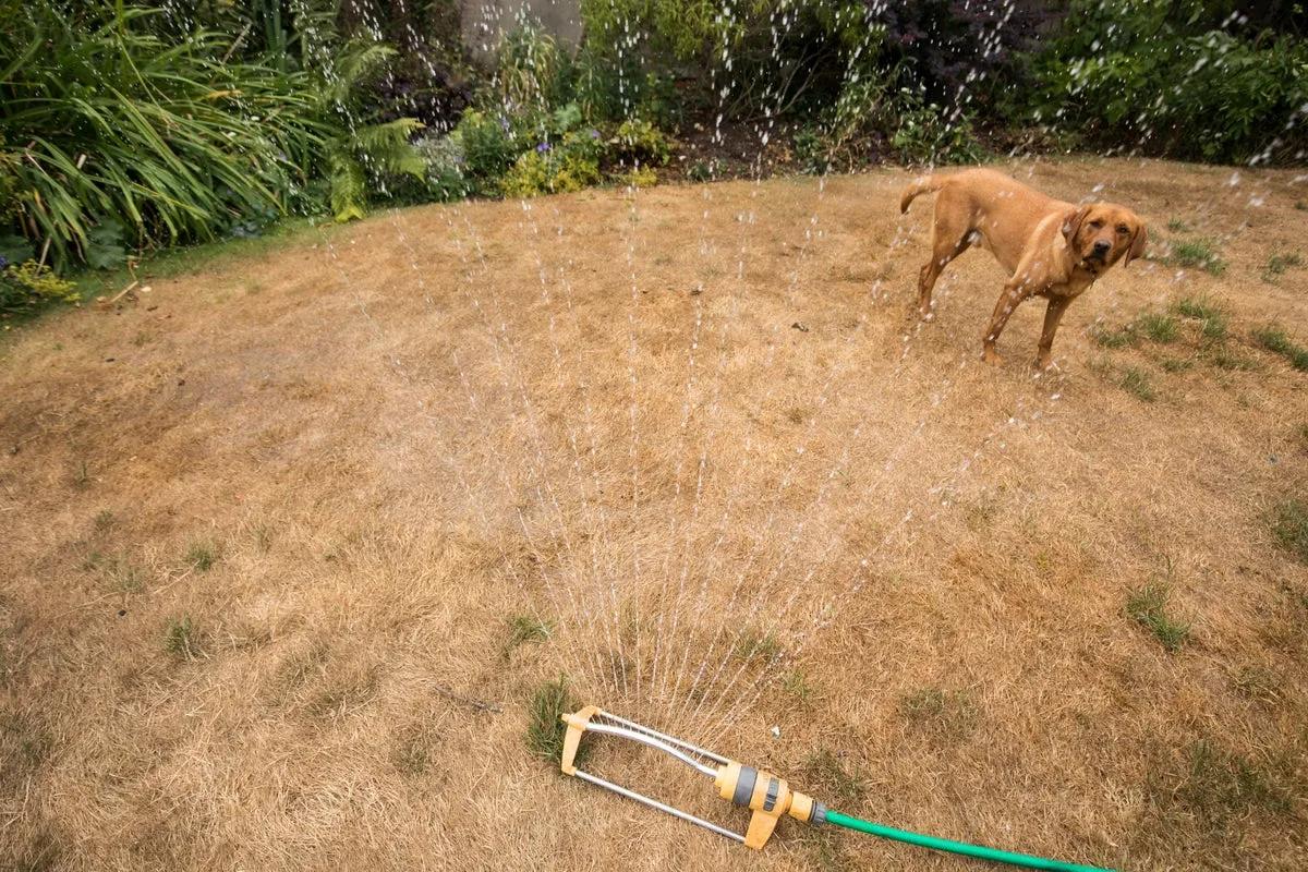 Thames Water Urges Hosepipe Ban as UK Heatwave Drives Up Water Demand