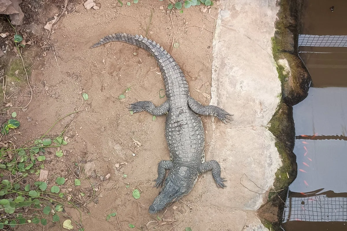 Three-Year-Old Undergoes Five Surgeries After Incident in Crocodile Enclosure at UK Zoo