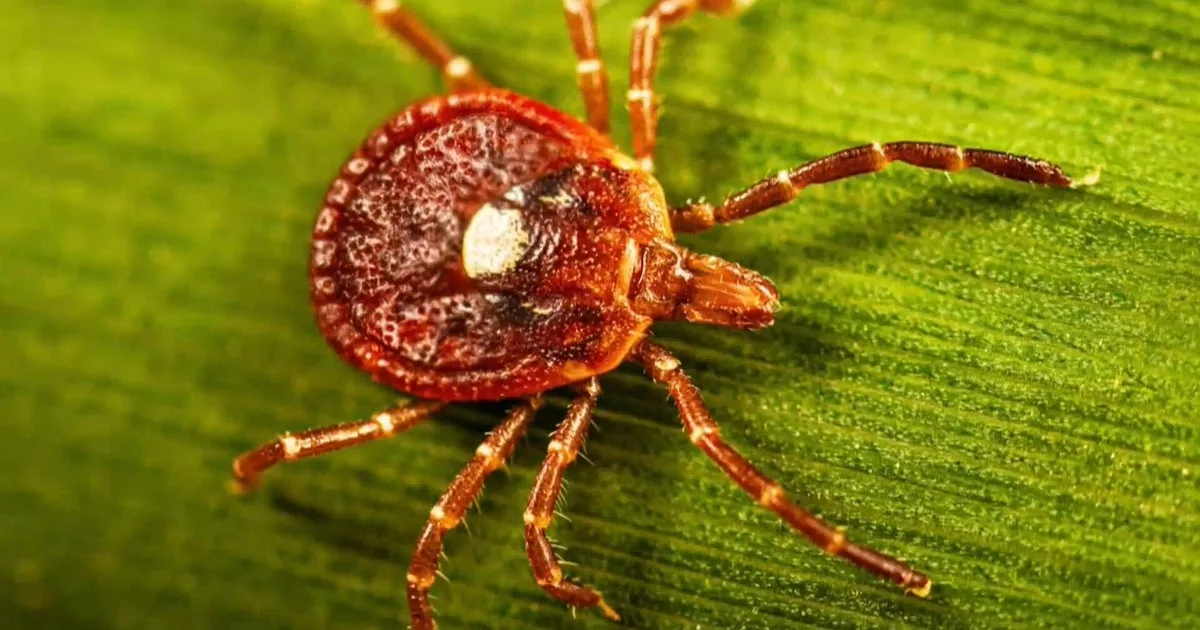 Tick Season Expected to Worsen as Lone Star Ticks Expand Across U.S.