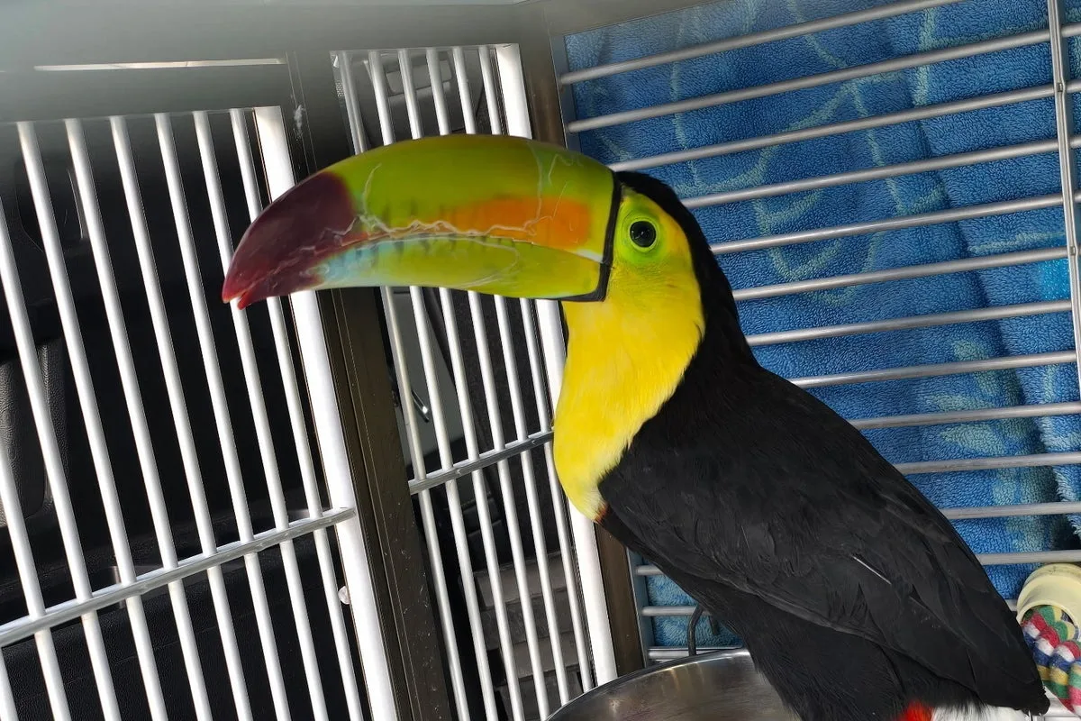 Toucan Spotted in Las Vegas Desert Rescued After Months in Wild