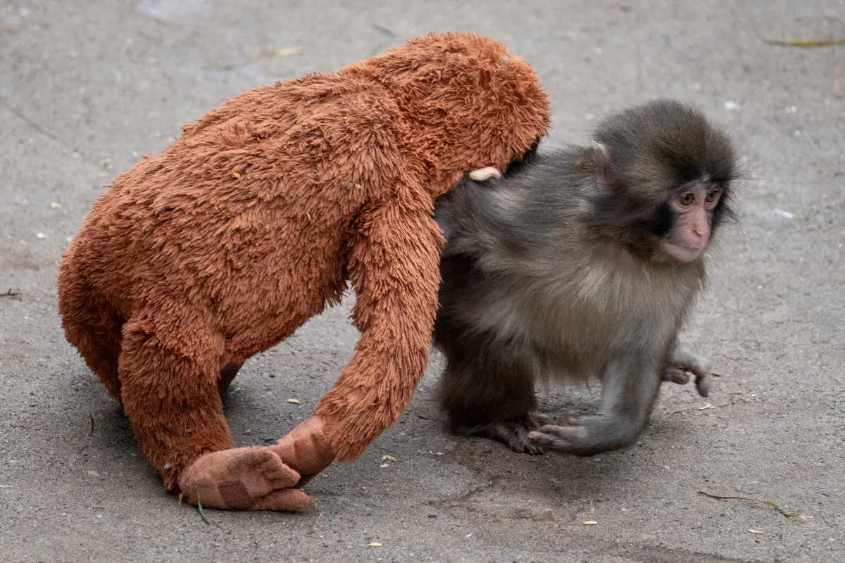 Two Americans Arrested After Entering Enclosure at Japanese Zoo