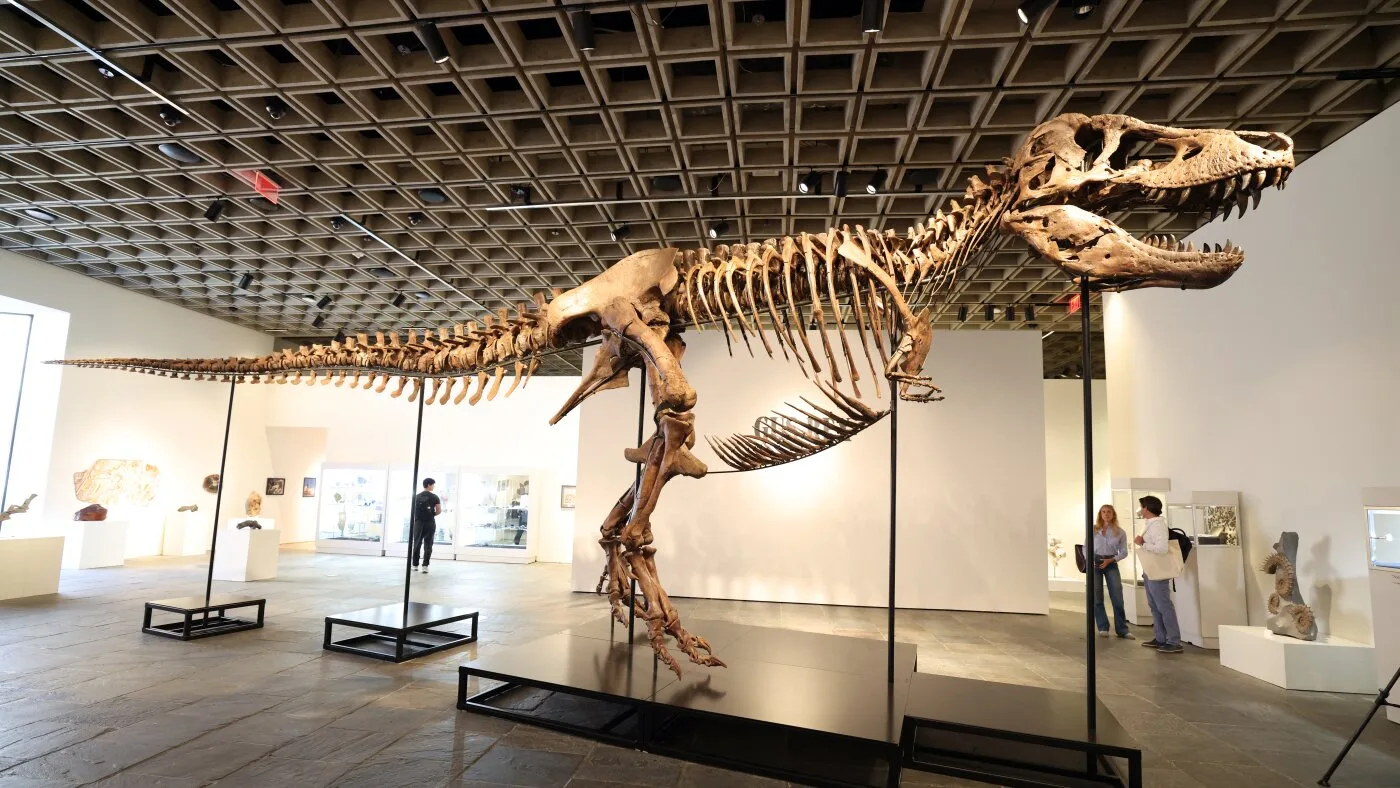 Tyrannosaurus Rex Fossil 'Gus' Set for Auction With $30 Million Valuation
