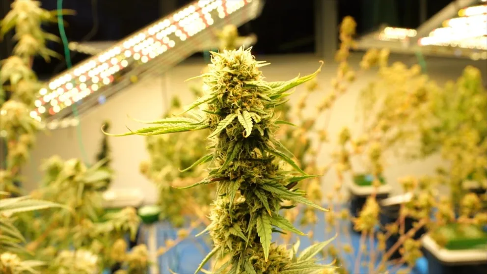 U.S. Reclassifies Marijuana as Schedule III Substance Under New Order