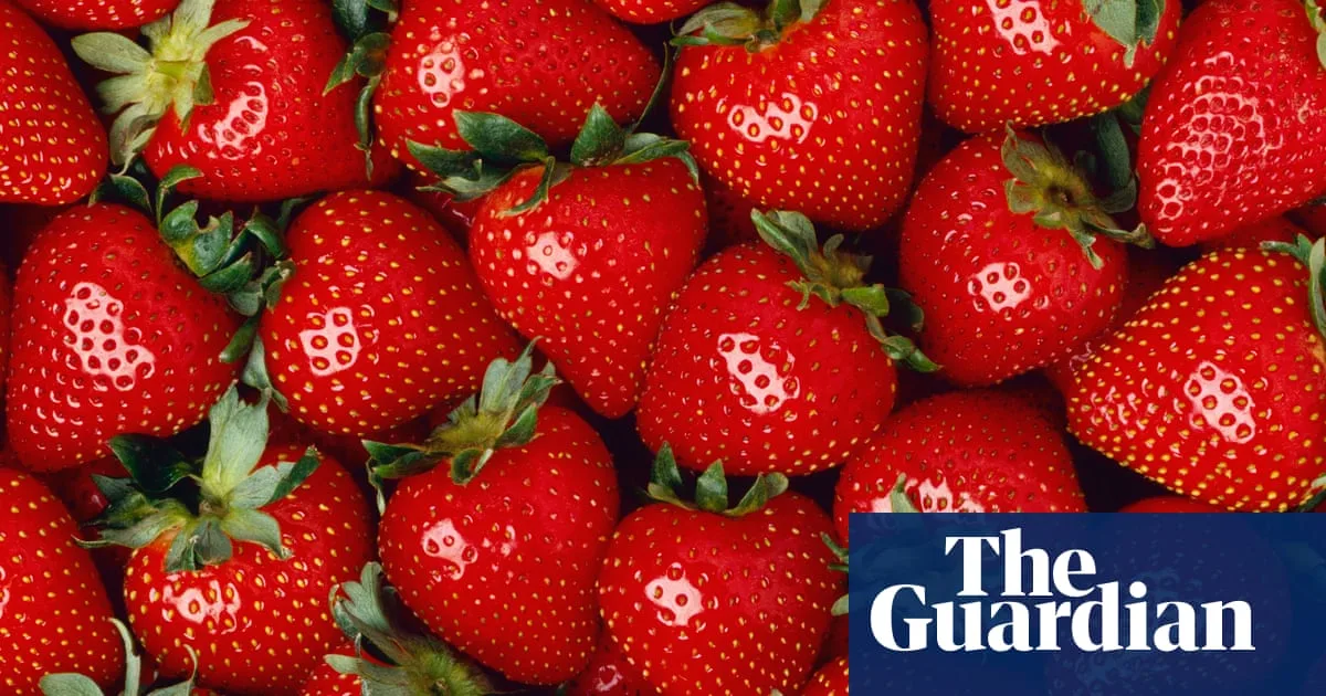 UK Experiences Bumper Summer for Sweet and Abundant Strawberries