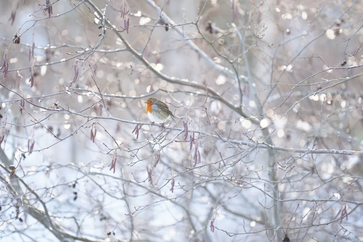 UK Temperatures to Drop to -5C Following Period of Warm and Wet Weather