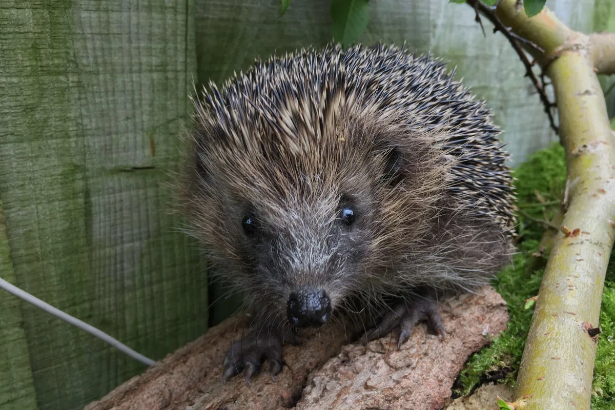 Ultrasound Waves Proposed to Help Hedgehogs Avoid Road Traffic Incidents