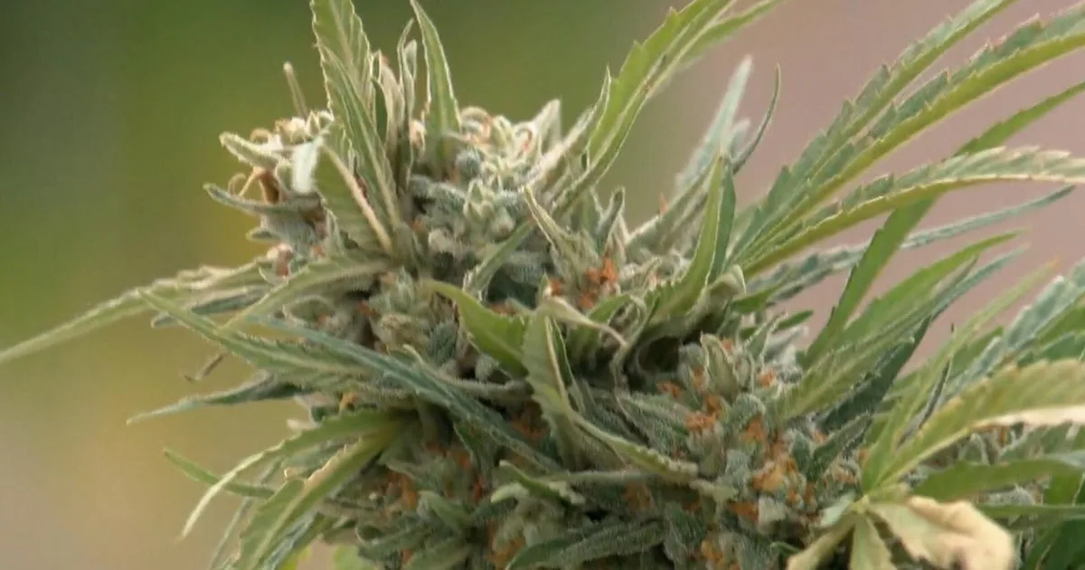 US Federal Government Reclassifies Marijuana to Lower Drug Category