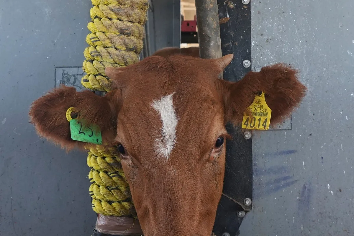US to Begin Lifting Suspension on Mexican Cattle Imports After Parasite Outbreak