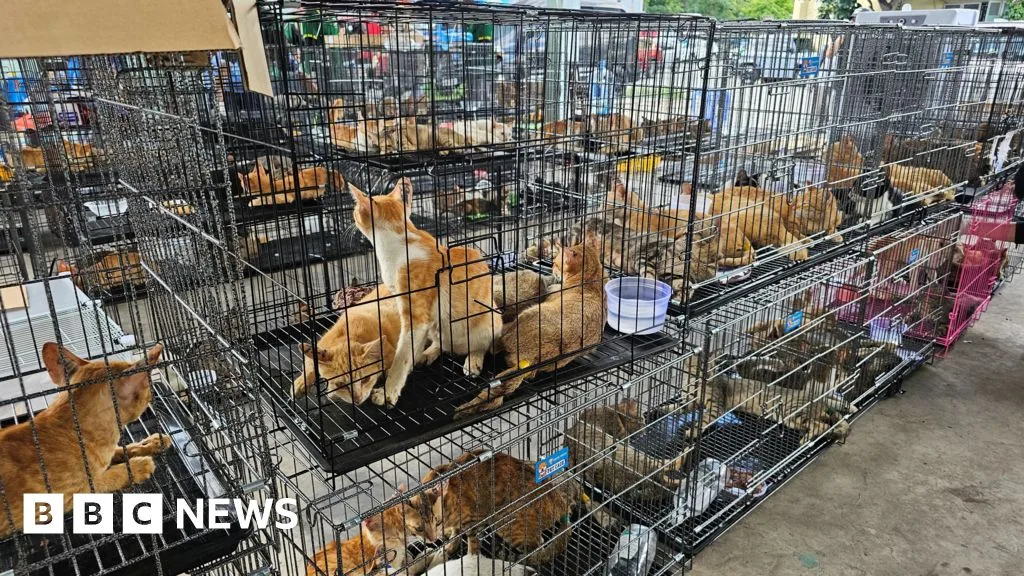 Vietnamese Police Rescue Over 400 Cats in Animal Theft Bust