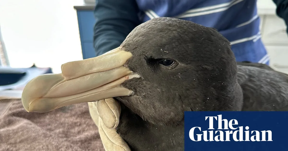 Western Australia Poultry Farms Locked Down After H5N1 Bird Flu Detected