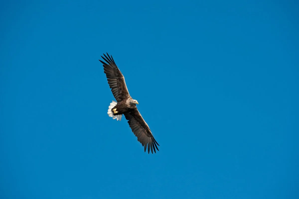 White-Tailed Eagles to Be Reintroduced in Exmoor National Park