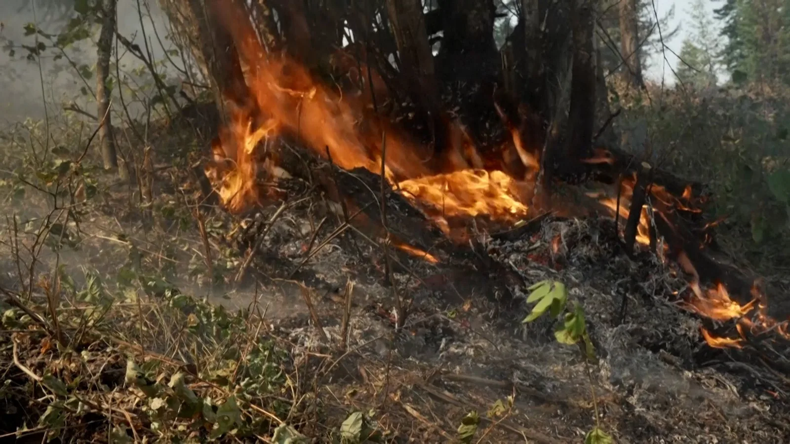 US Senators Call for Crackdown on Wildfire Betting Amid Arson Concerns